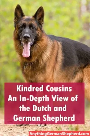 German Shepherd vs Dutch Shepherd