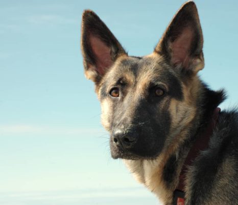 german shepherd