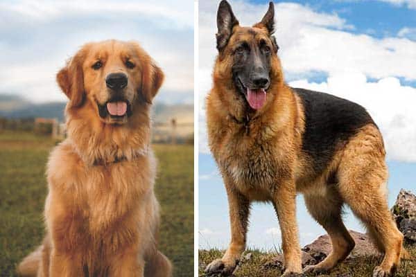 golden shepherd retriever mix