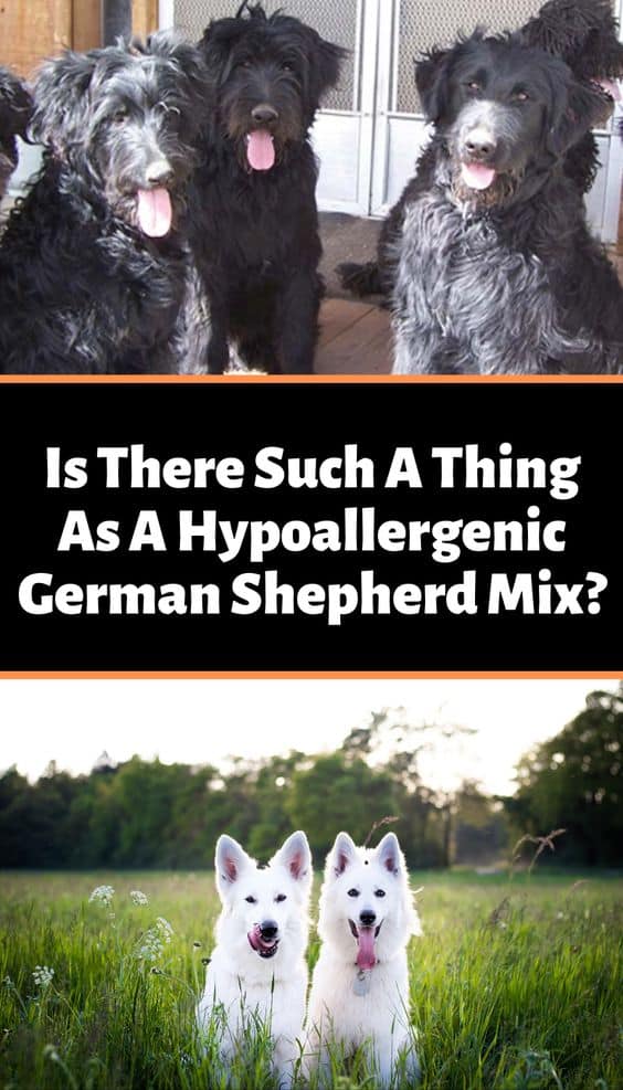 A Hypoallergenic German Shepherd Mix