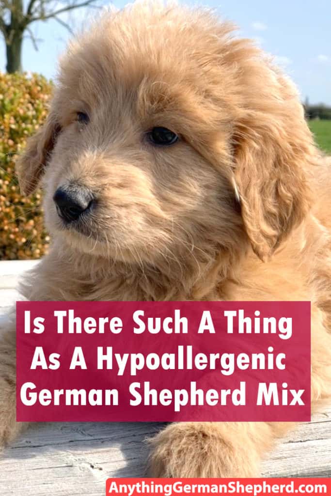 Hypoallergenic German Shepherd Mix