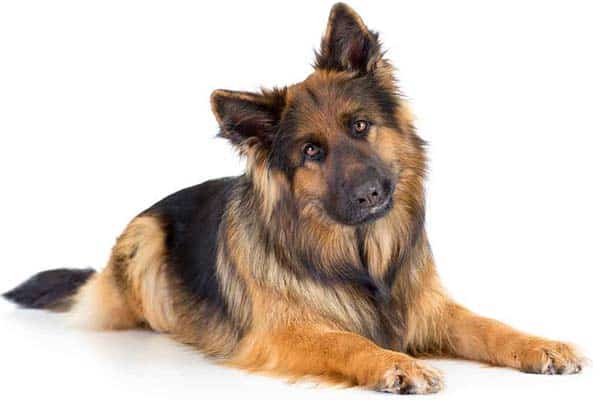 Long Haired Vs Short Haired German Shepherds Fast Facts For