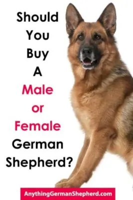 Male-vs-Female-german-shepherd