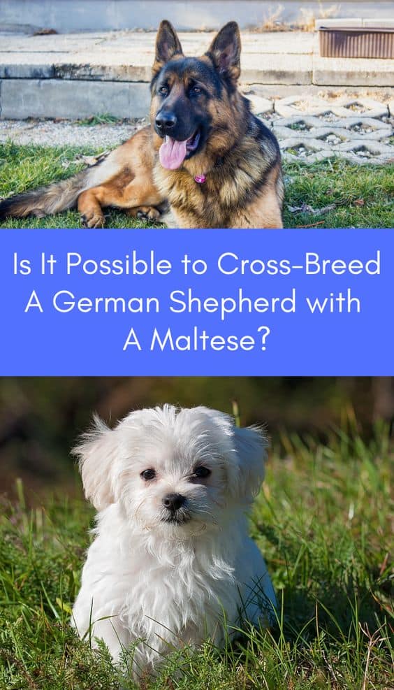 Maltese-German-Shepherd-mix