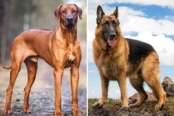 rhodesian ridgeback x german shepherd