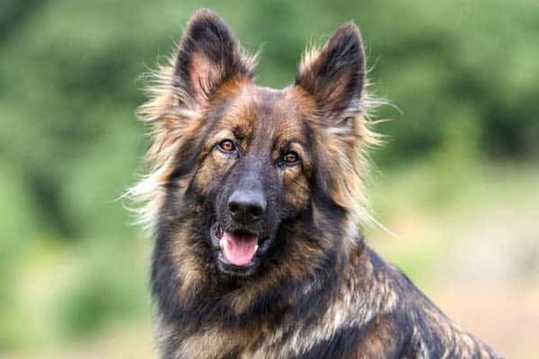 long haired sable german shepherd