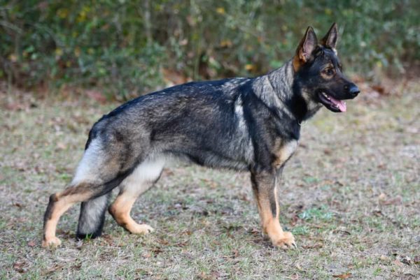 Sable german shepherd