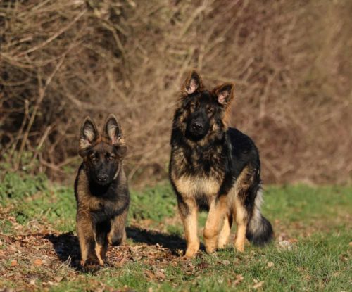 Sable longcoated german shepherds