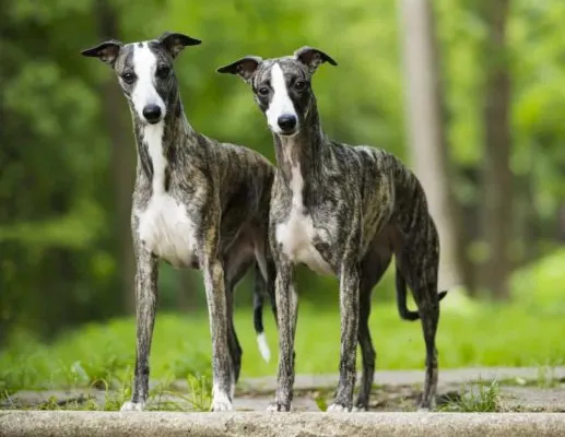 Whippet dogs