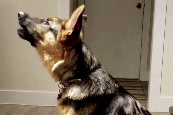 Why-Does-My-German-Shepherd-Howl