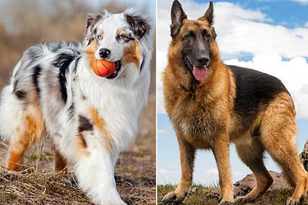 mini australian shepherd size comparison