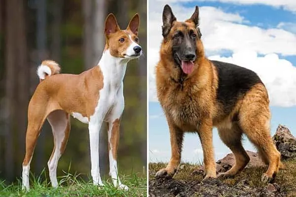 can a basenji and a labrador retriever be friends