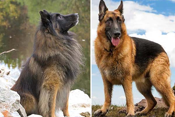 long haired belgian german shepherd