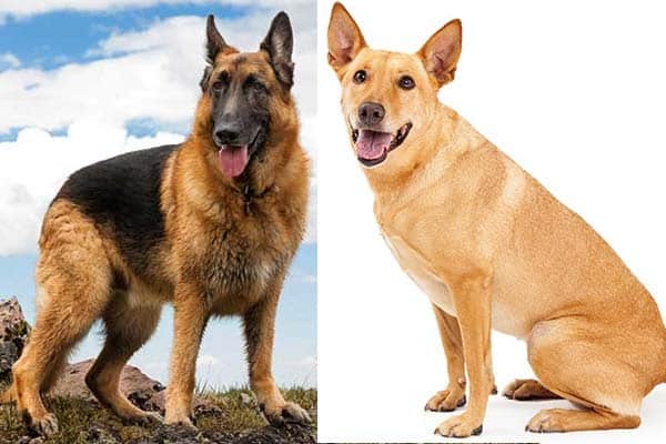 alsatian cross dog