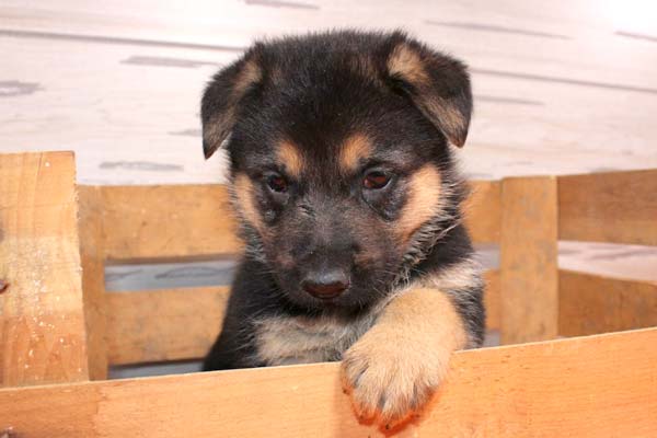 when do german shepherd puppies ears start to stand up