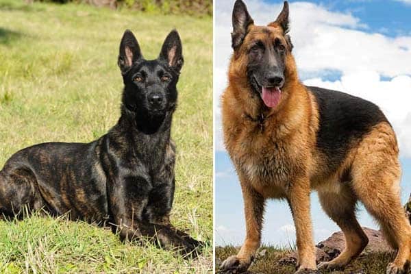 German Shepherd vs Dutch Shepherd: An 