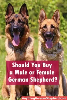male-or-female-german-shepherd
