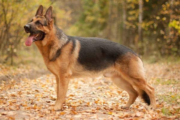 large female german shepherd