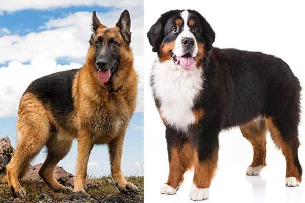 Bernese Mountain Dog German Shepherd 