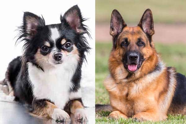 German shepherd with sales chihuahua
