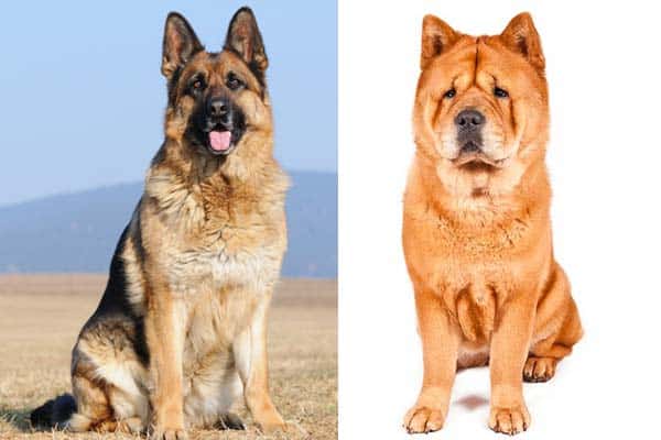 chow chow and german shepherd mix for sale