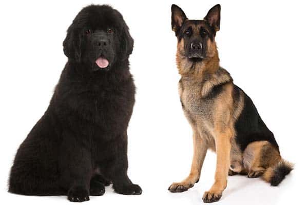 newfoundland dog mix breeds