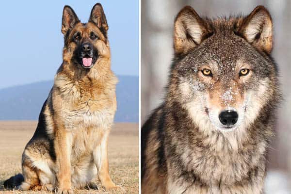 husky wolf german shepherd mix