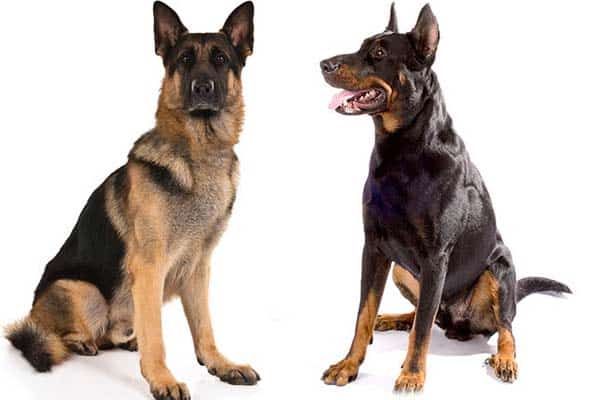 German Shepherd vs Beauceron