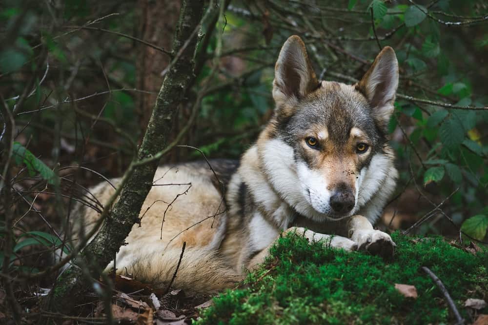 German-shepherd-wolf-mix-in-forest