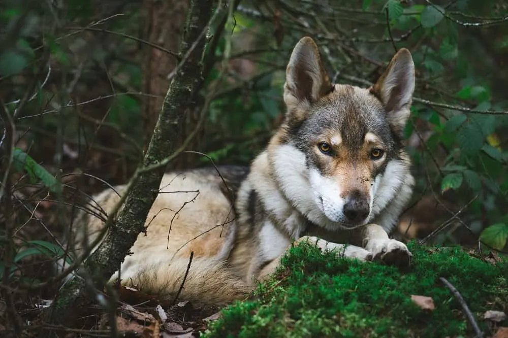 German shepherd wolf mix in forest