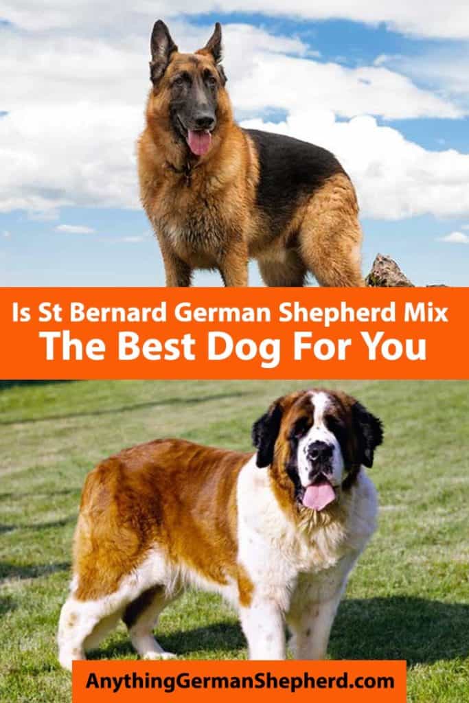 st-bernard-german-shepherd-mix