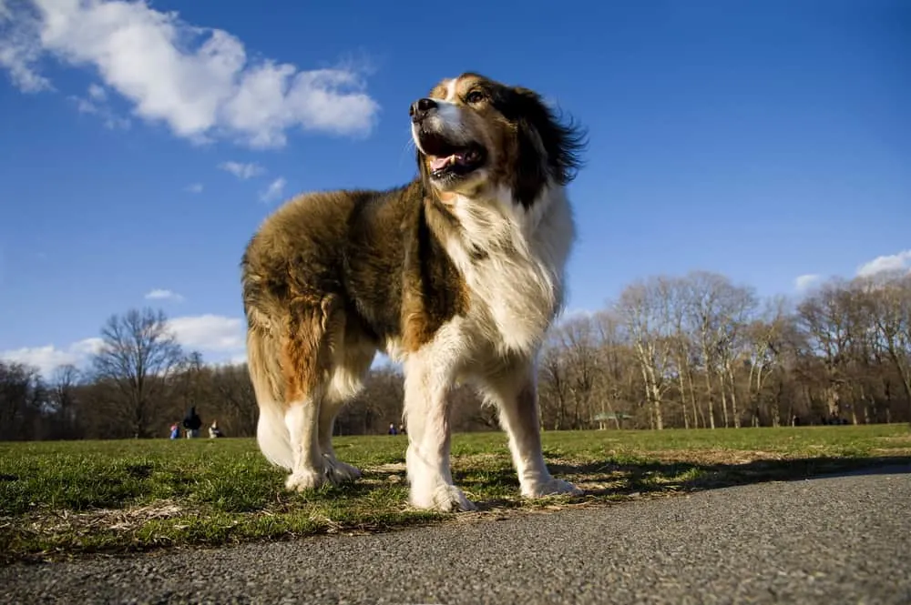 St-Bernard-German-Shepherd-Mix