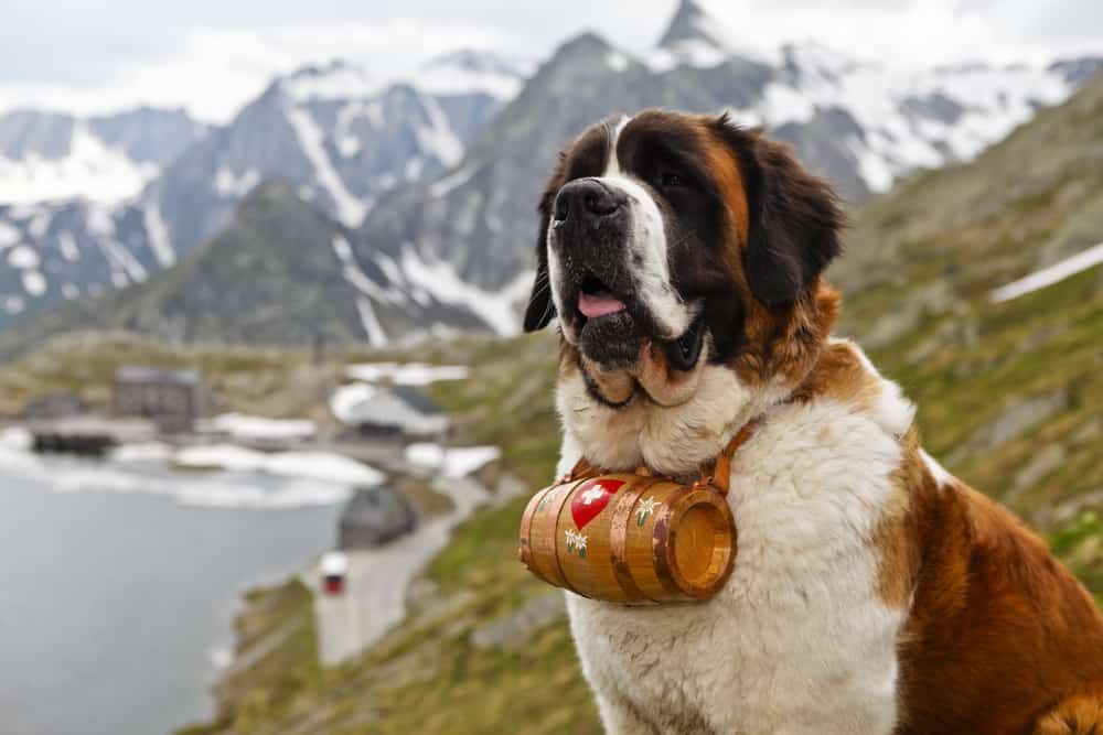 St. Bernard