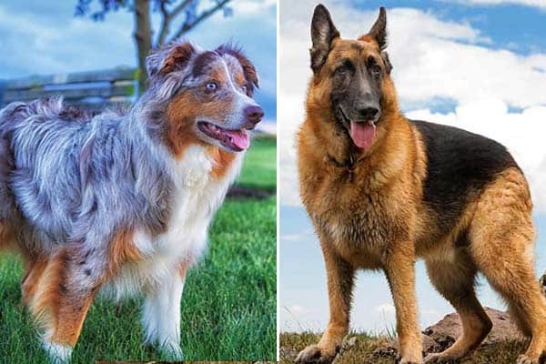 australian shepherd guard dog