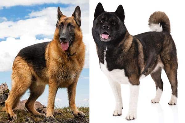 akita dog german shepherd