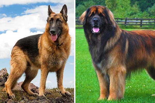 leonberger cross puppies