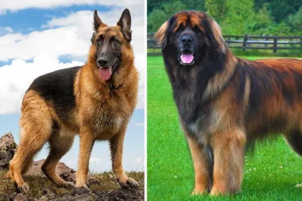Leonberger German Right Family Fit?
