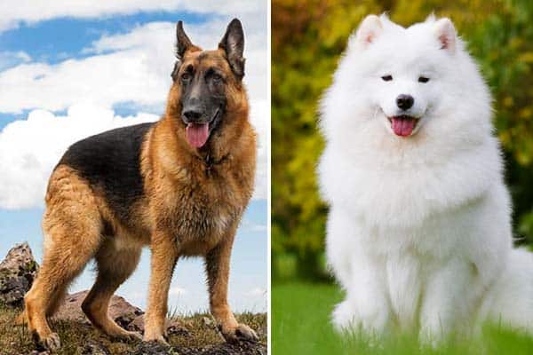 Samoyed German Shepherd May Be Fluffy Surprise