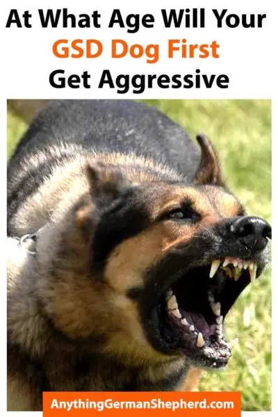 At-What-Age-Will-Your-GSD-Dog-First-Get-Aggressive