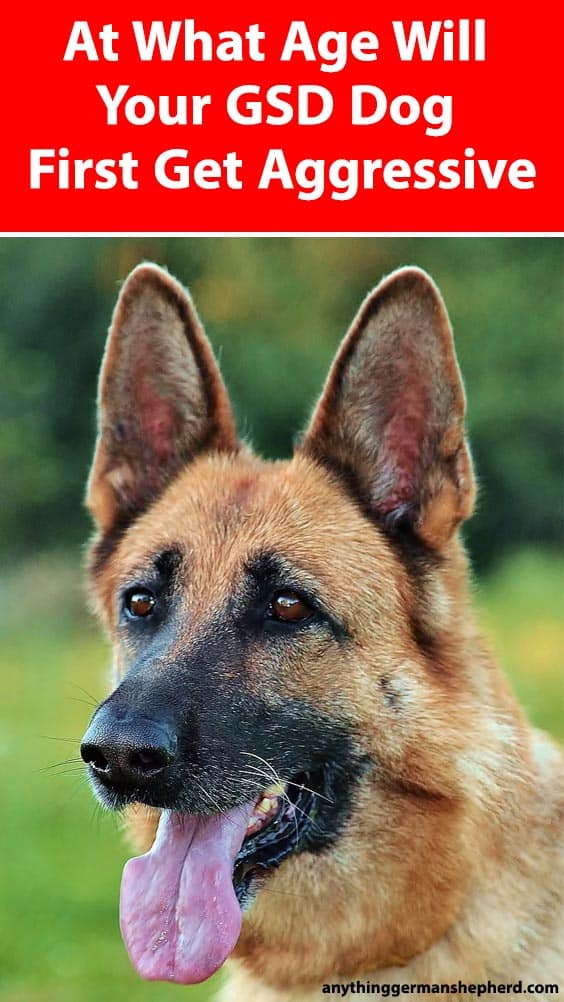 what-age-does-a-german-shepherd-become-aggressive