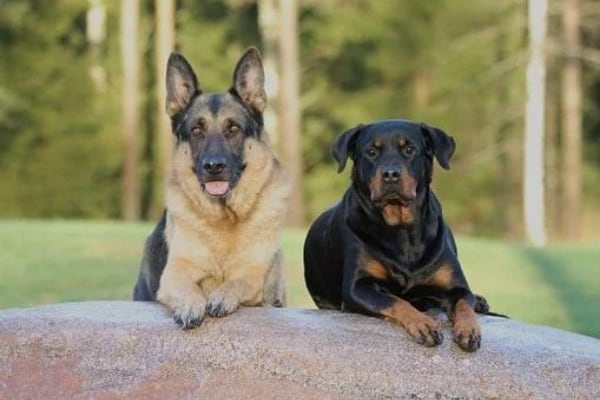 German-Shepherd-Rottweiler-Mix