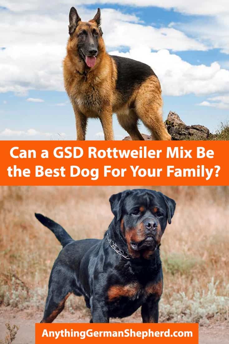German Shepherd Rottweiler Mix