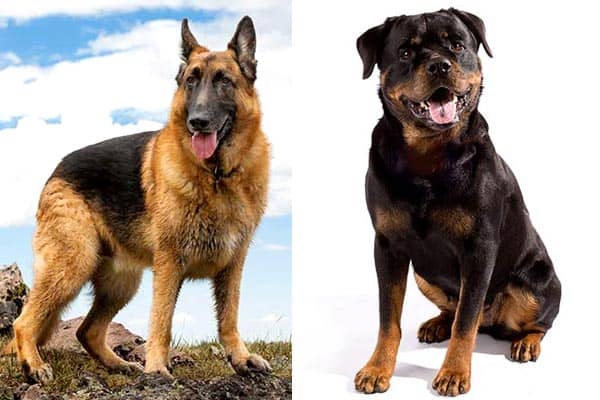 are rottweilers and german shepherds good together