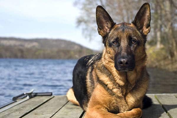 How Long Do German Shepherds Live That Depends