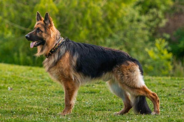 german shepherd short hair black