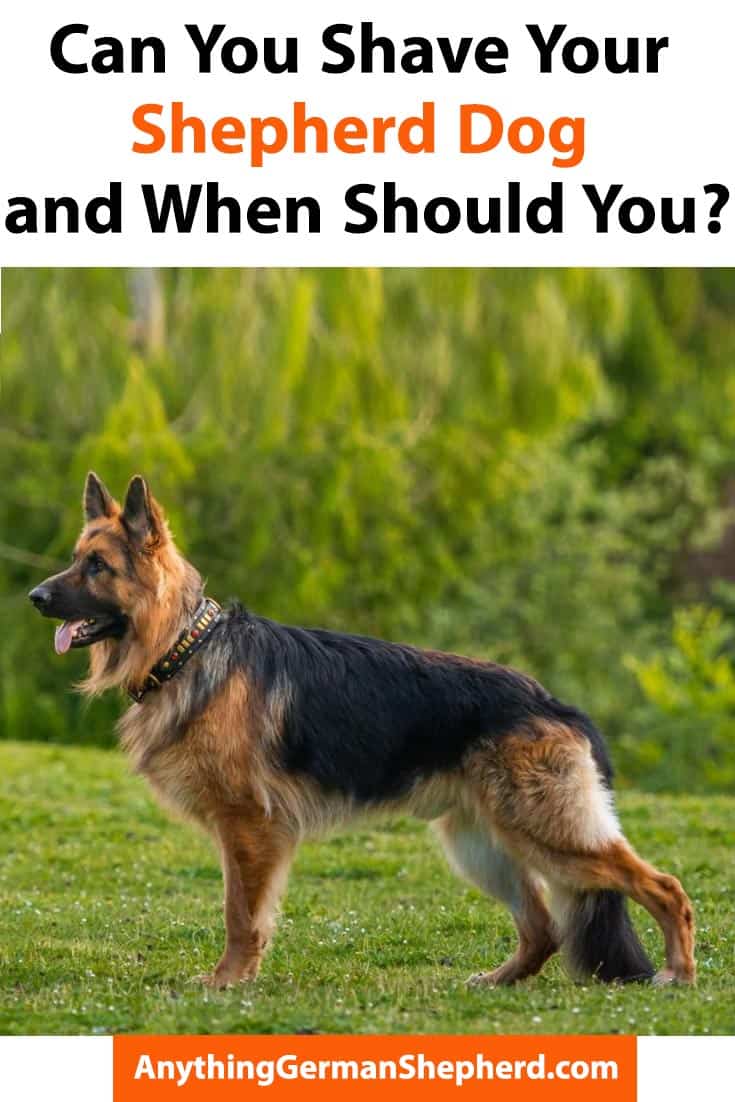Can you shave german shepherd Anything German Shepherd
