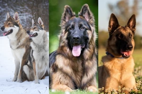 german-shepherd-breed-types