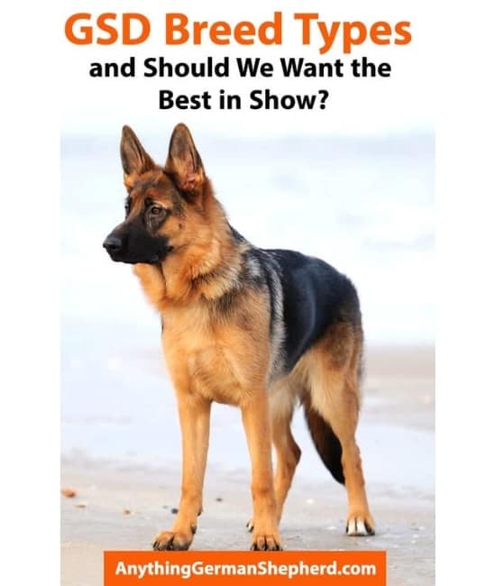 german-shepherd-breed-types