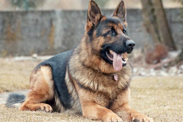 different type of german shepherd