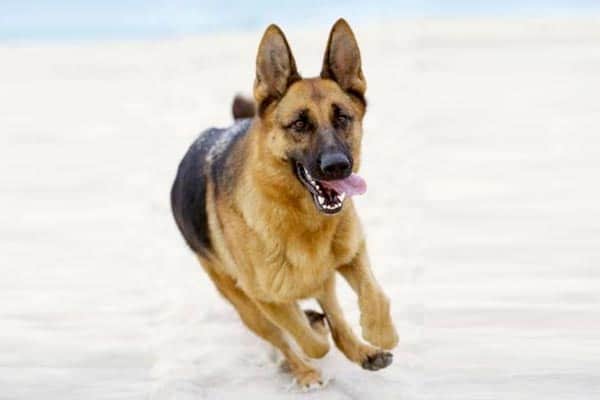 how fast can a german shepherd run